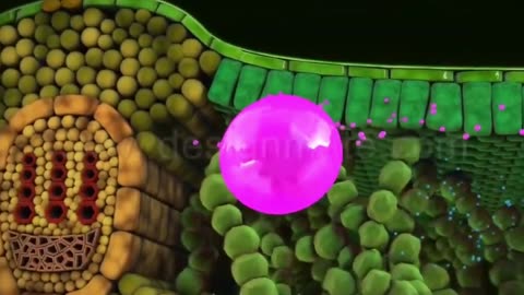 How to photosynthesis?