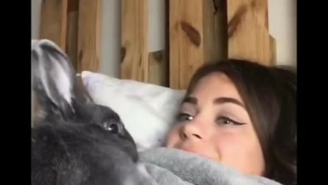 Cute bunny