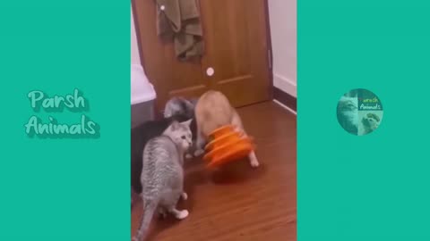 Funny animals - funny cats & dog