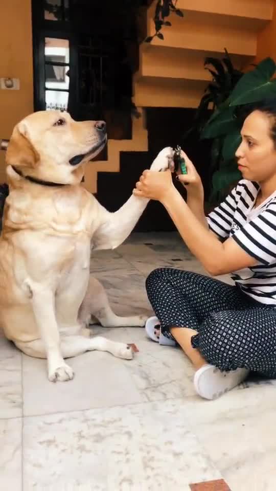 LOOKING BRAVE BUT PASS OUT.mp4