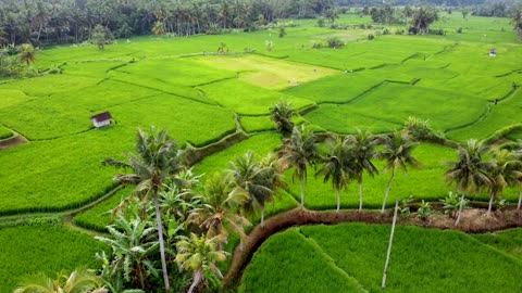 NEW POPULAR AIRBNB VILLA for Stay in UBUD-BALI , 3BR w STUNING Rice field View