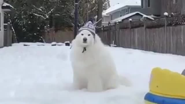 Polar Bear ? | #Shorts [pt.231] Cute Doge