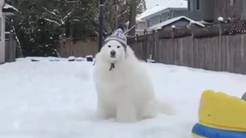 Polar Bear ? | #Shorts [pt.231] Cute Doge