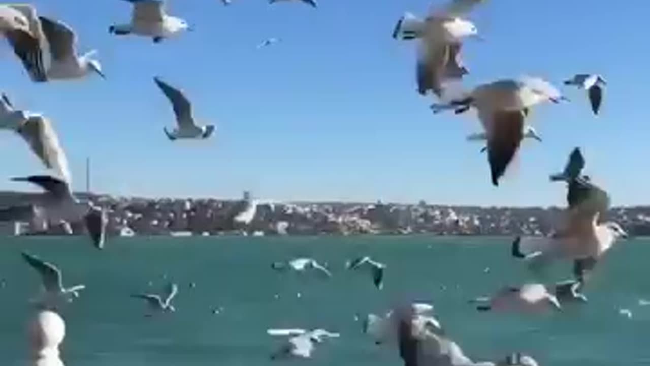 beautiful birds