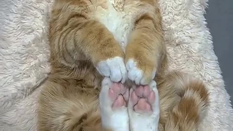 Cat sleeping style