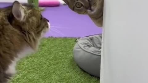 Funny cats🤣🤣