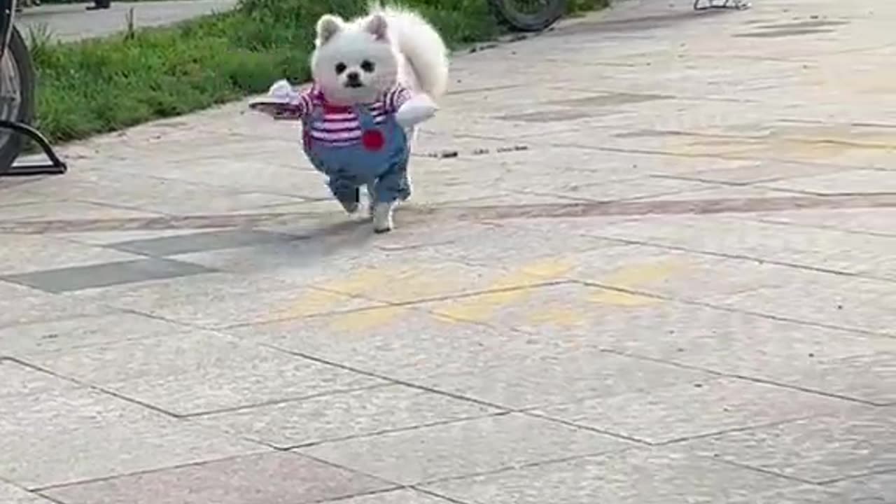 Cute cat 🐈 and easy steam 👌 😄 and a ✅