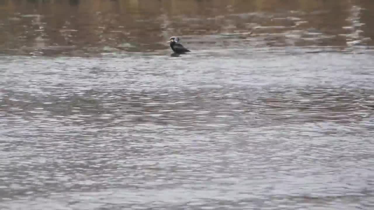 bird swallows a big fish by ani male