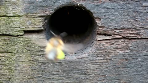 Leaf Cutter Bee