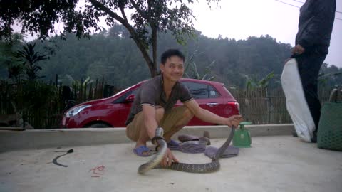 catch big snakes in the house