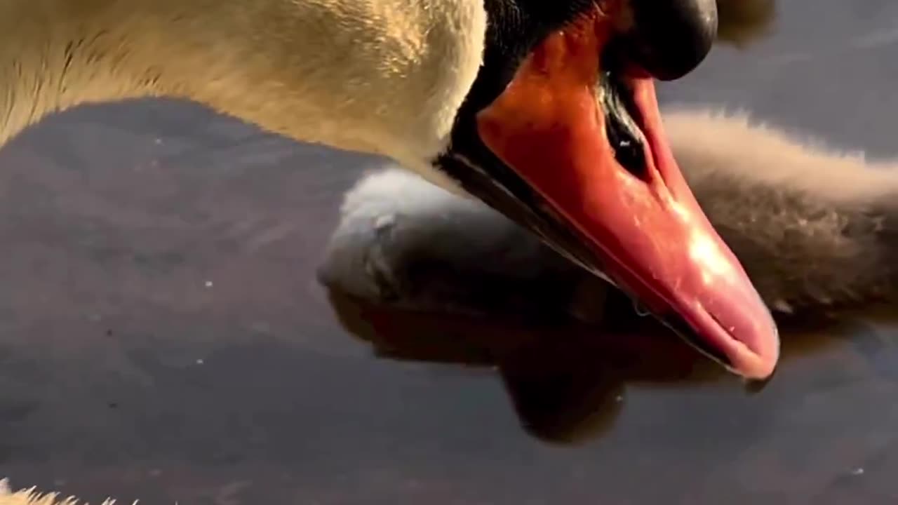 "Wings Folded, Dreams Enfolded: Discovering the Serenity of Slumbering Swans"