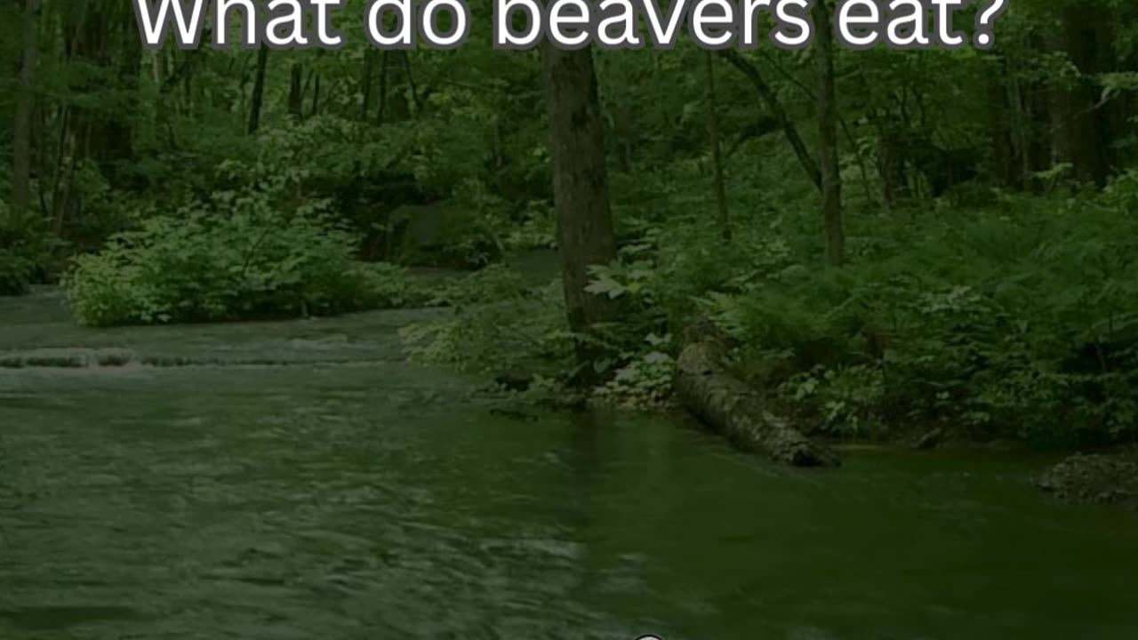 Beaver Fact 4 - What do beavers eat?