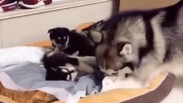 Funny Animal Videos that Make Me Burstnto Tears Laughing (CUTE) #shorts