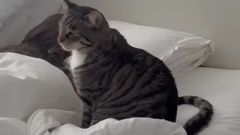 How my cat woke me up today