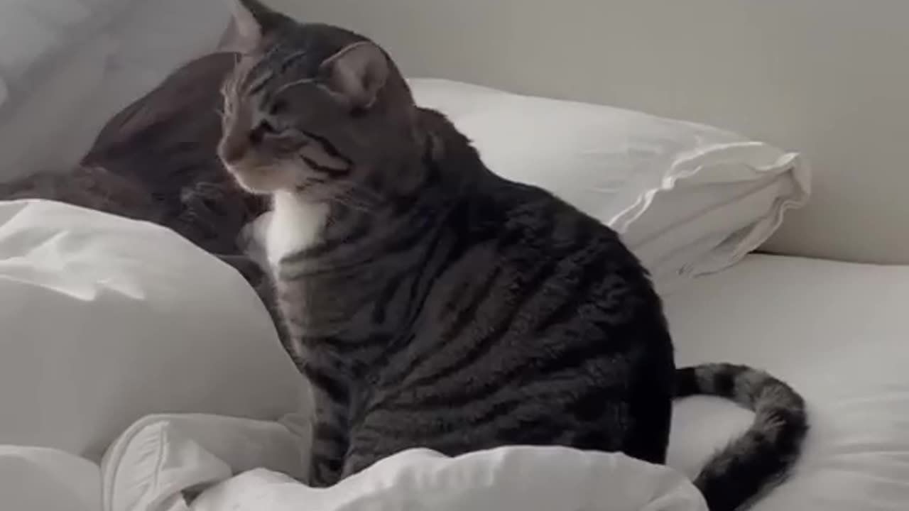 How my cat woke me up today