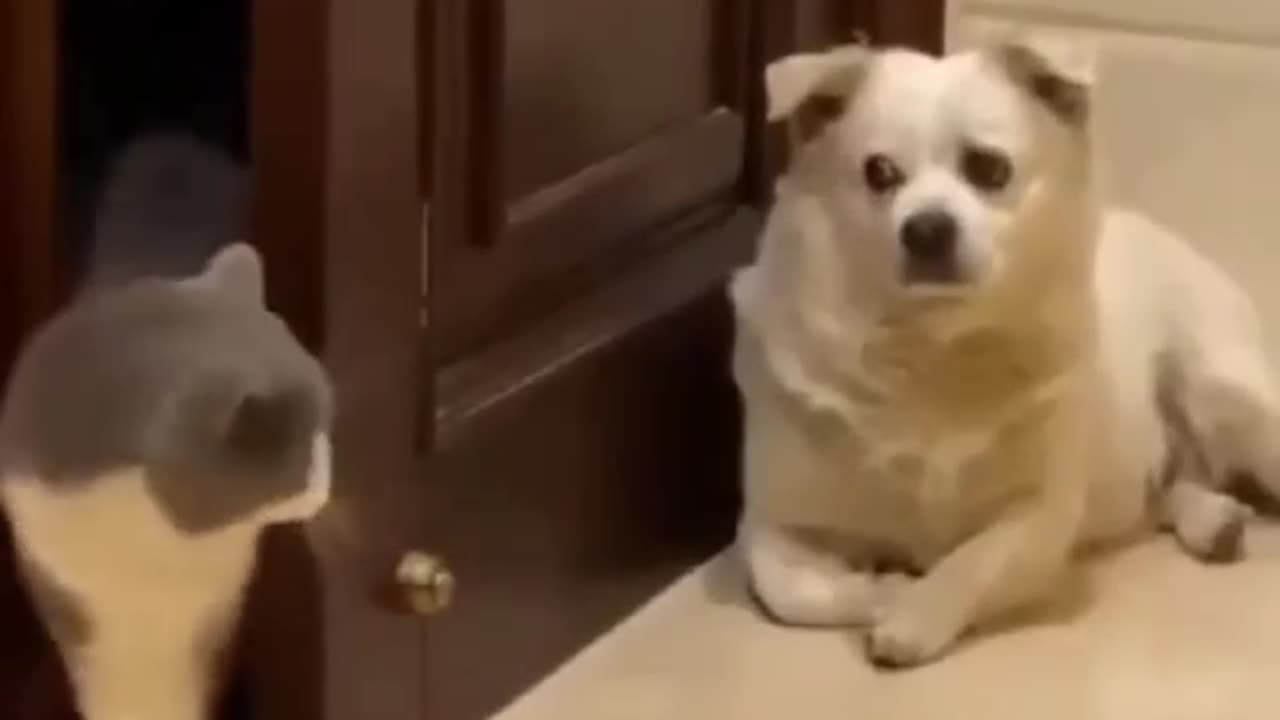 Funny cat and dog video compilation 2023🐶🐺