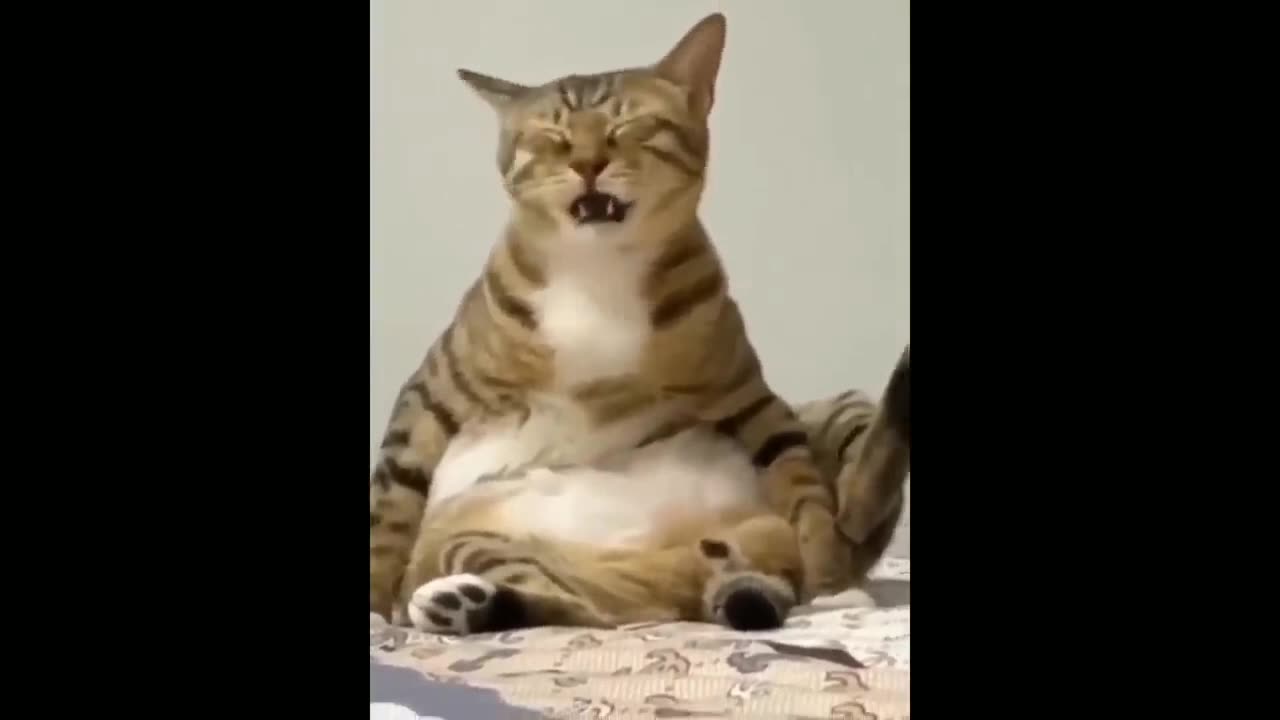 funny animals 8