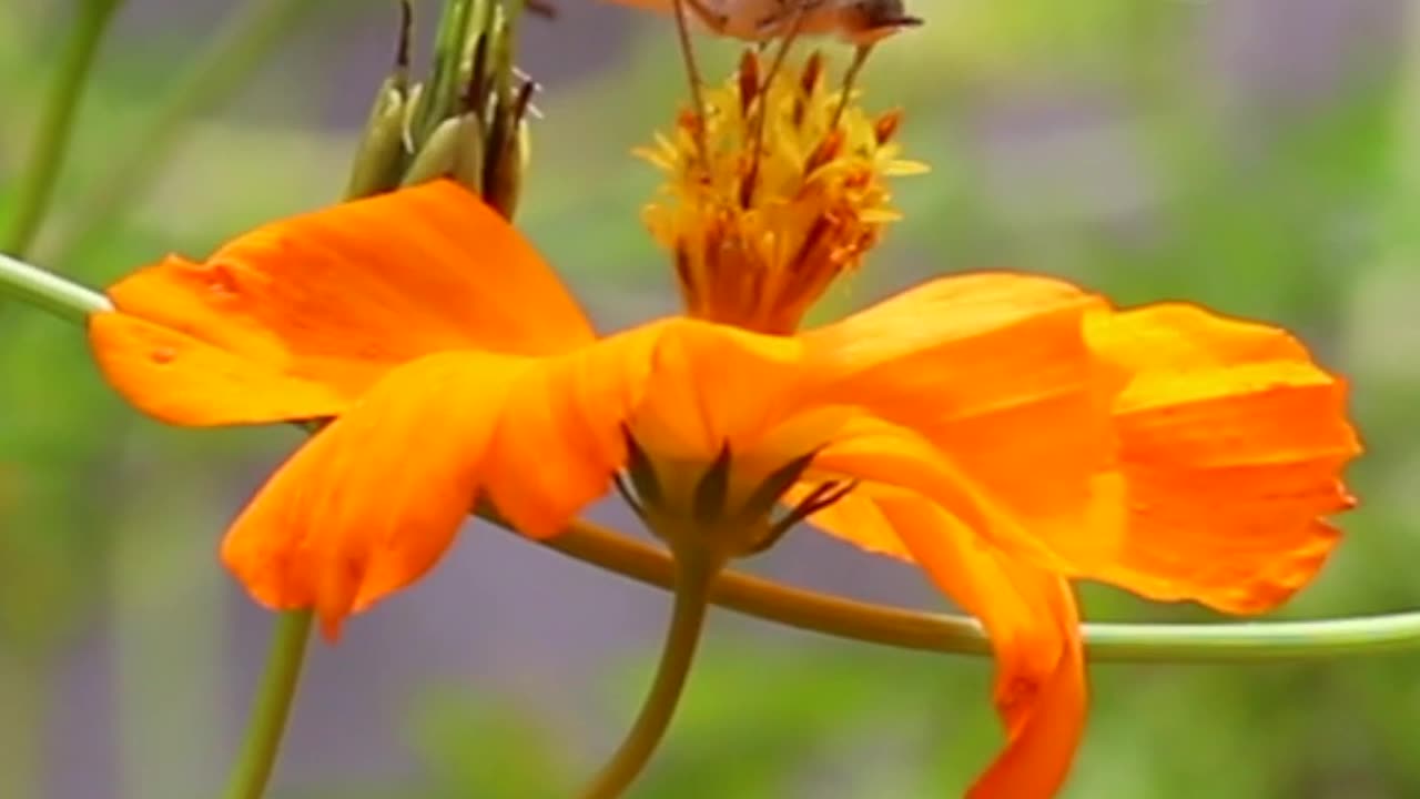 A Stunning Butterfly And Flower Up Close