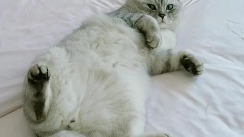 Lovely and Funny Animals Cute Kittens and Funny Cat video Clip 2021 56