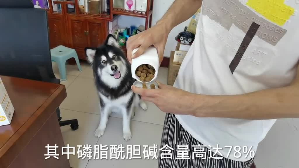 Very Smart Husky