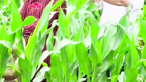 Funny#intertimintvideo