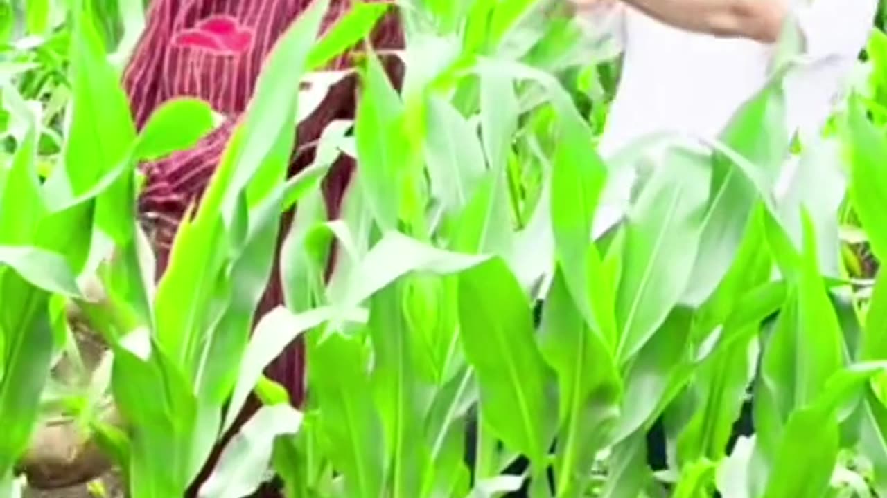 Funny#intertimintvideo