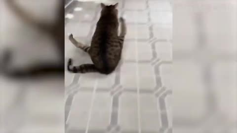 Funny cat video