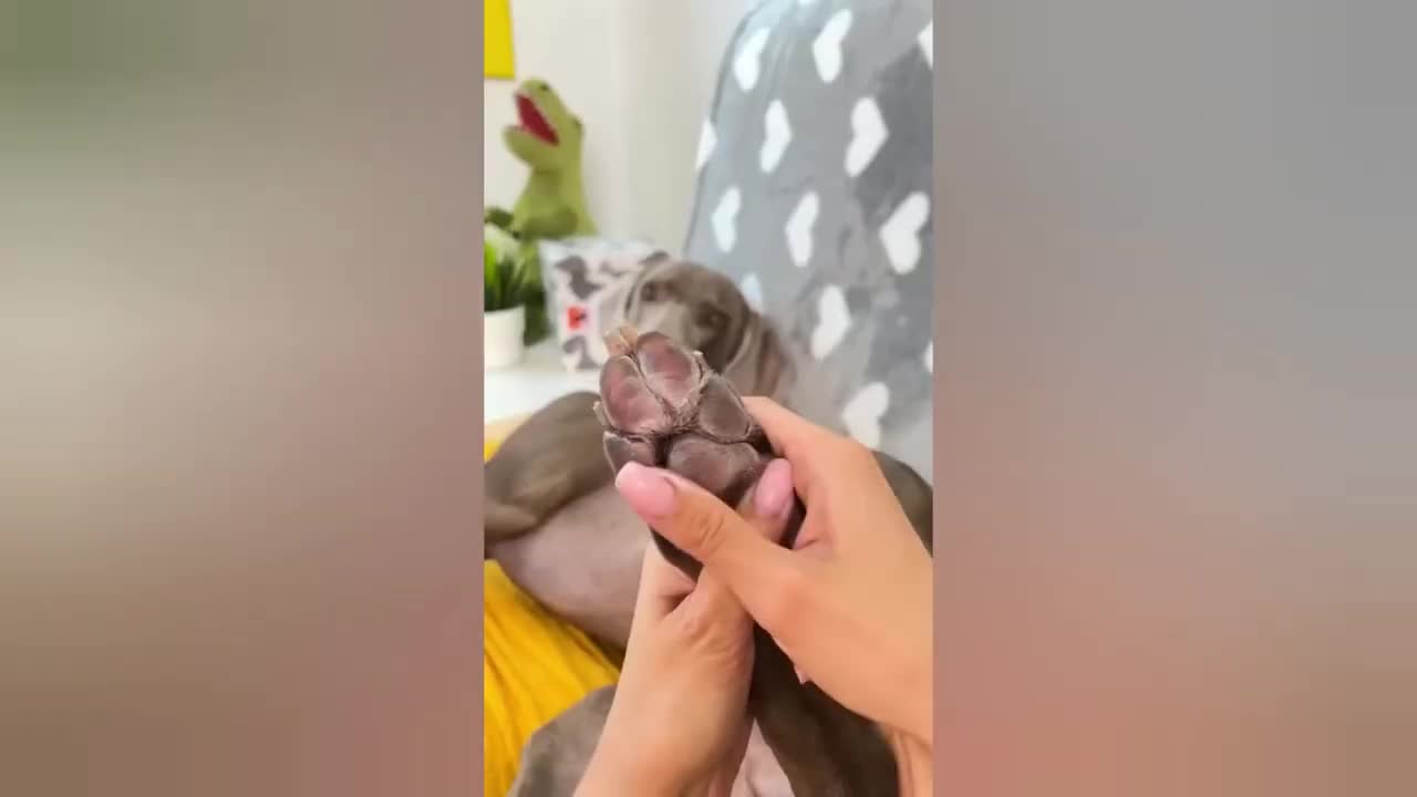 Funny Animal Tiktok Videos Part 2