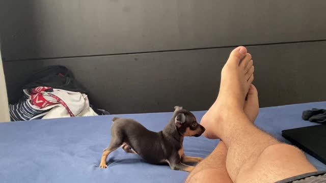 Ankle Biting Puppy Play With His New Human