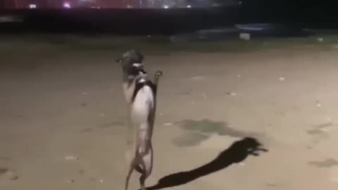 Dance dog 🐕🐕