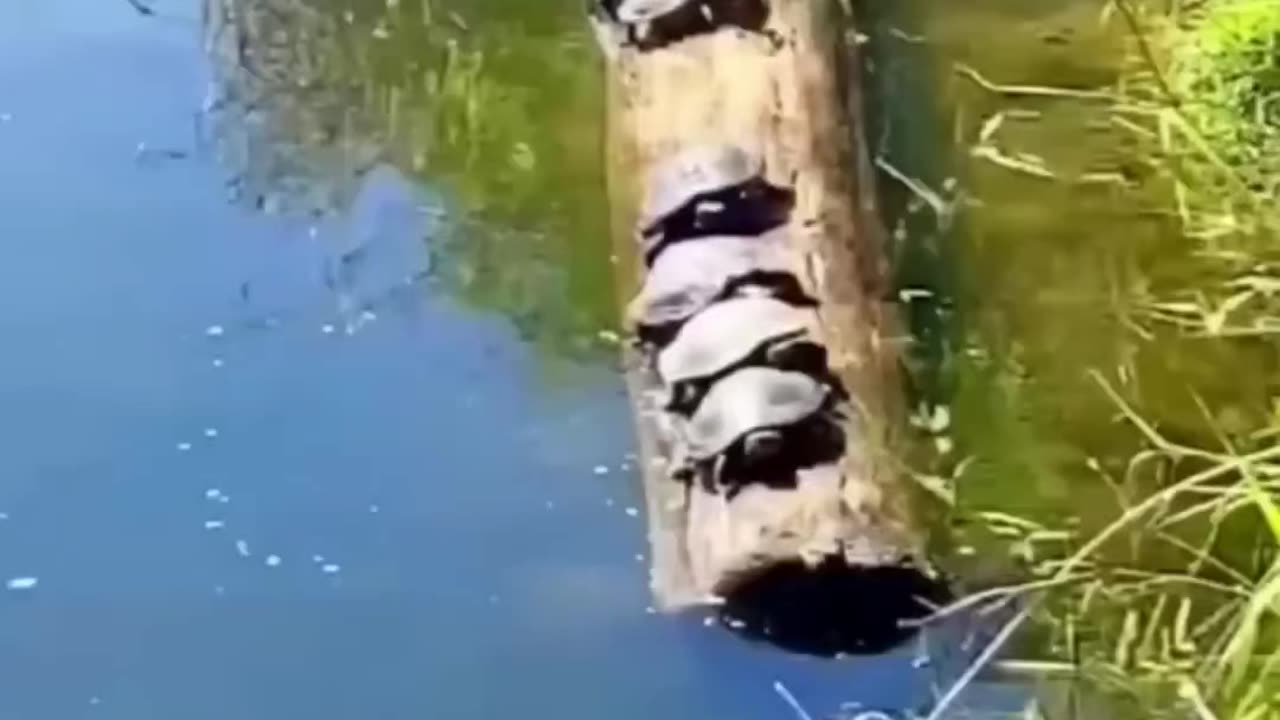 Turtle having their own game