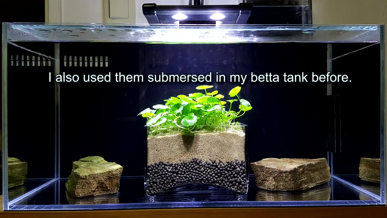 A Closer Look at My Flowerhorn Tank Setup (auto top off_aquaponics_overflow silencer_magnet switch)