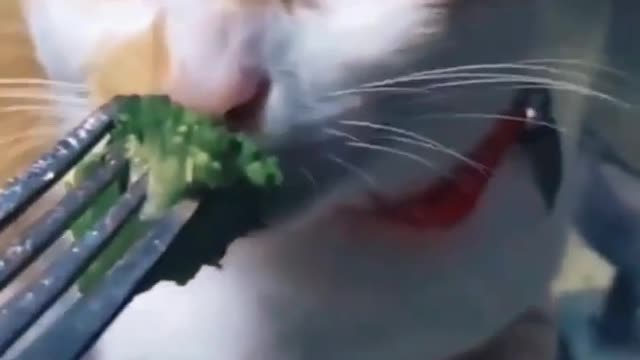 Cute cat