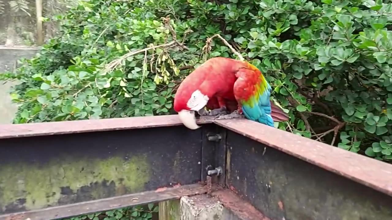 Macaws bird.