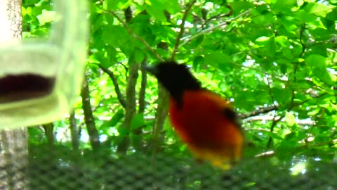 Oriole