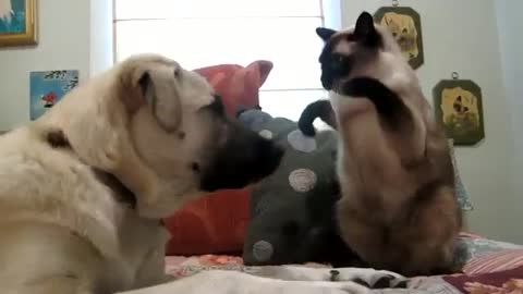 Dog and cat play