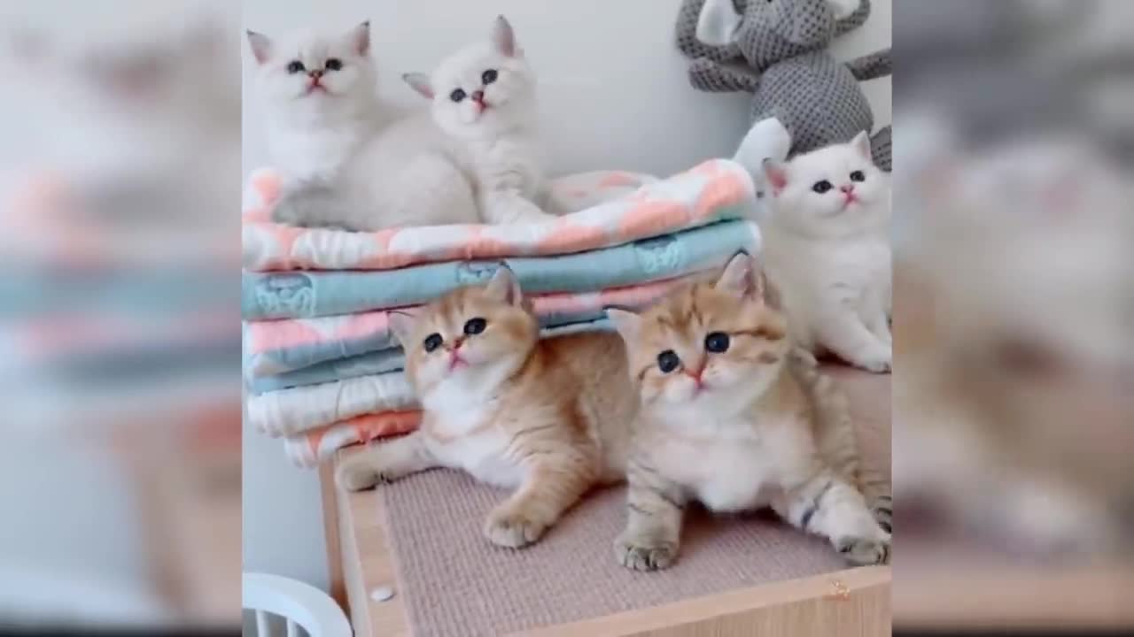 Baby Cats - Cute and Funny Cat Videos Compilation #30