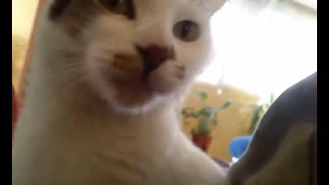 Cat hates owner's mom, repeatedly attacks her