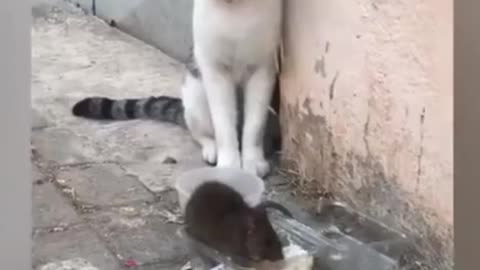Animals Fails Funny videos, Cute animals fails Funny Animals Compilation #Shorts 2021