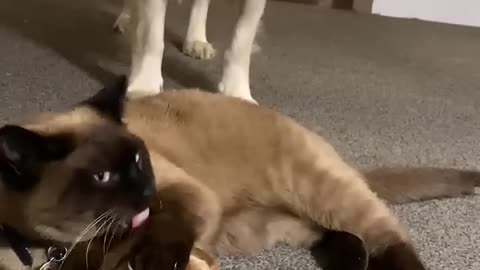 Cat comforts crying puppy while mom takes a break