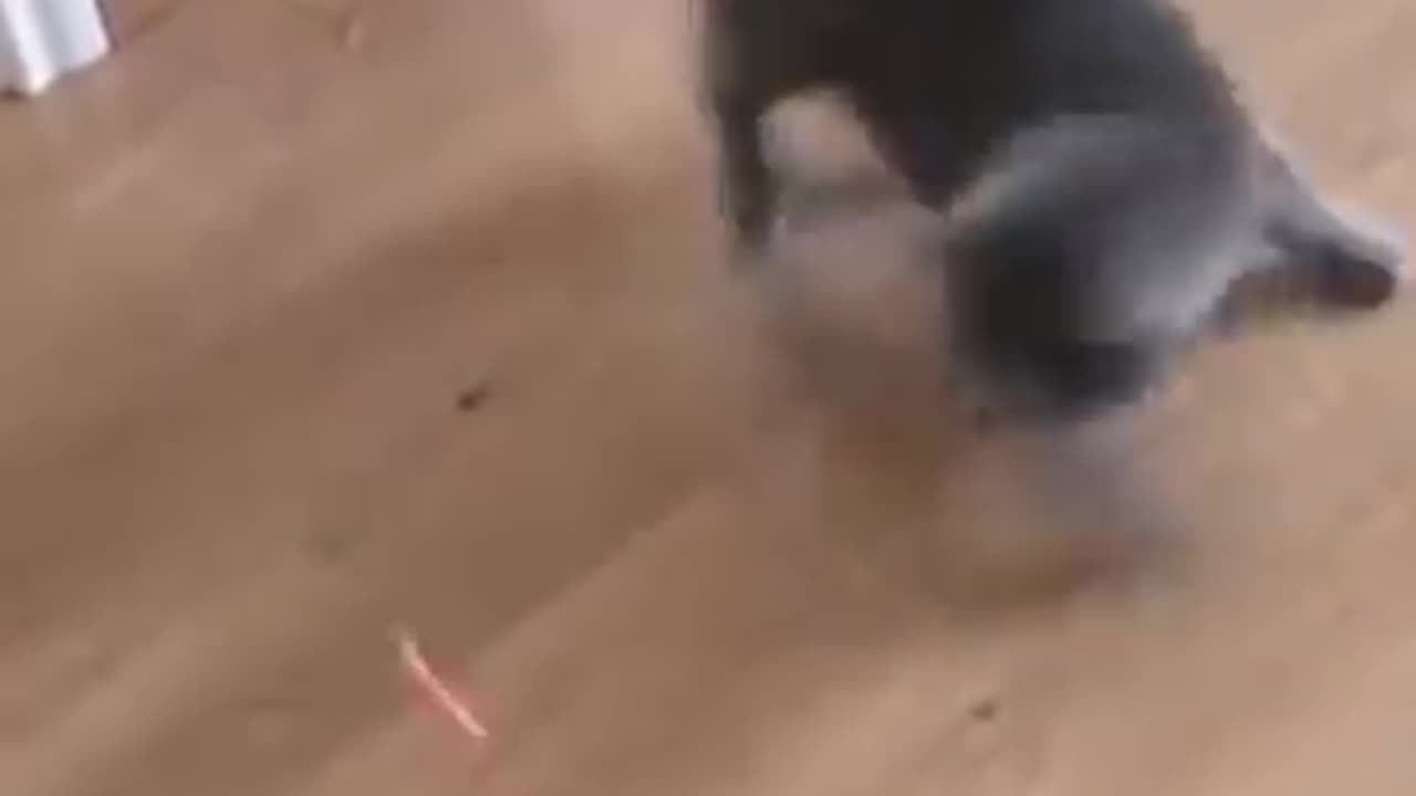 Funny cat nd dog