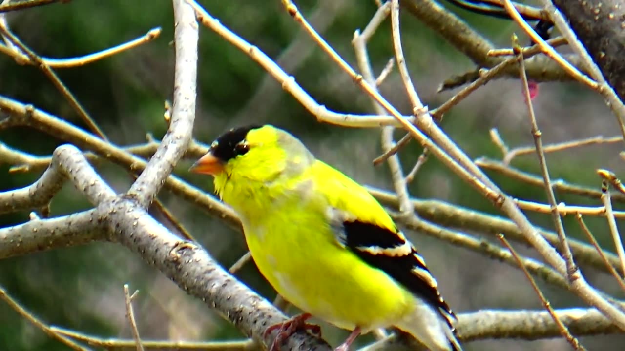 Goldfinch