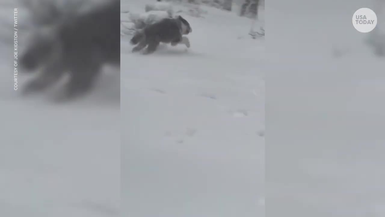 Playful dog gets 'zoomies' in the snow | USA TODAY