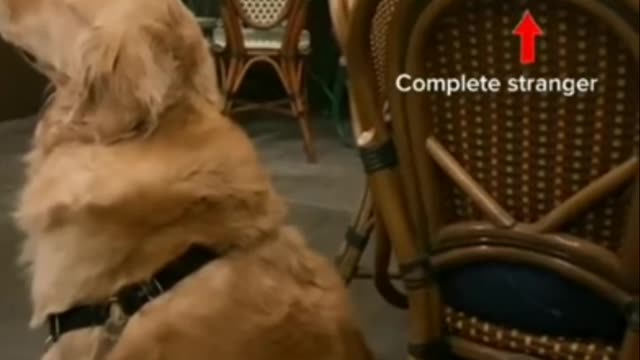 Golden retriever is angry but melts with just one touch of stranger