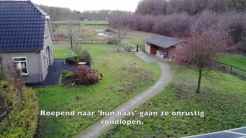 cavia's in de tuin in Terwolde.