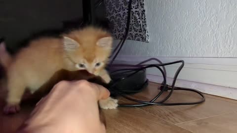 kitten's first experience with catnip toy