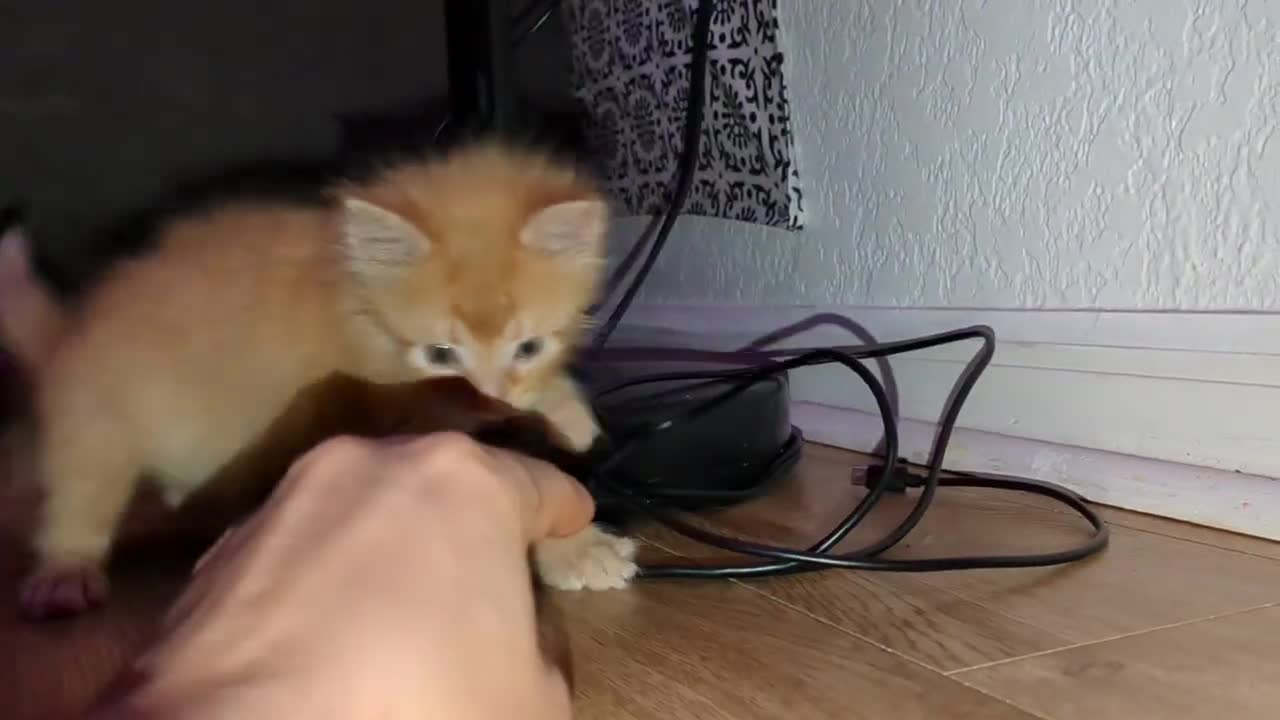kitten's first experience with catnip toy