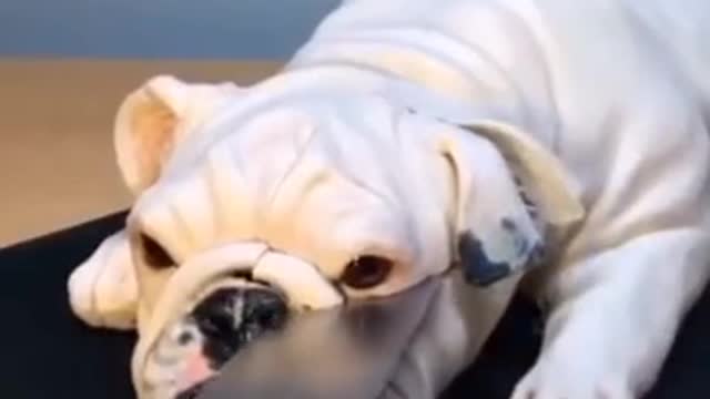 A dog watches a dog torta, see what he did.