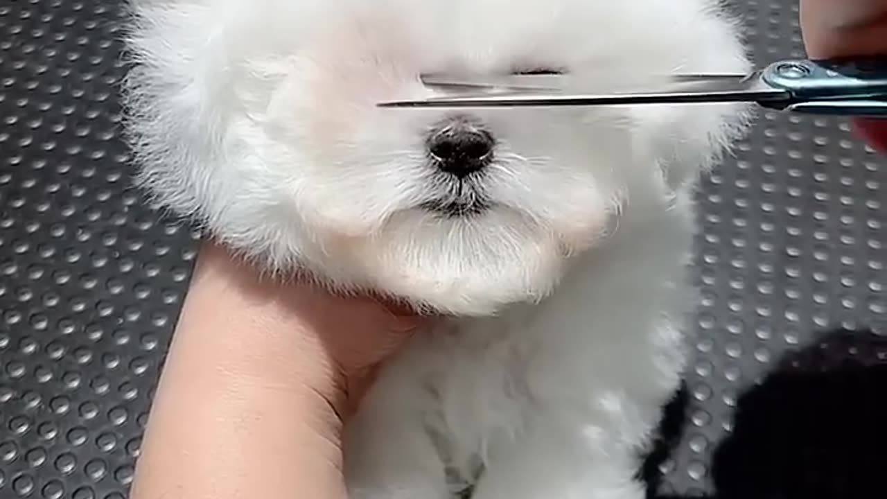 Cute dog