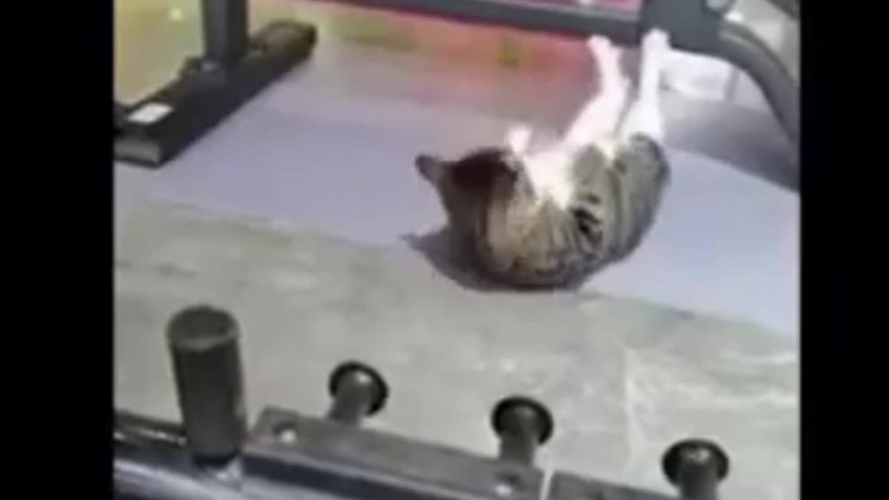 Funny Animals